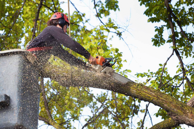 The Importance of Professional Tree Care for Homes and Businesses